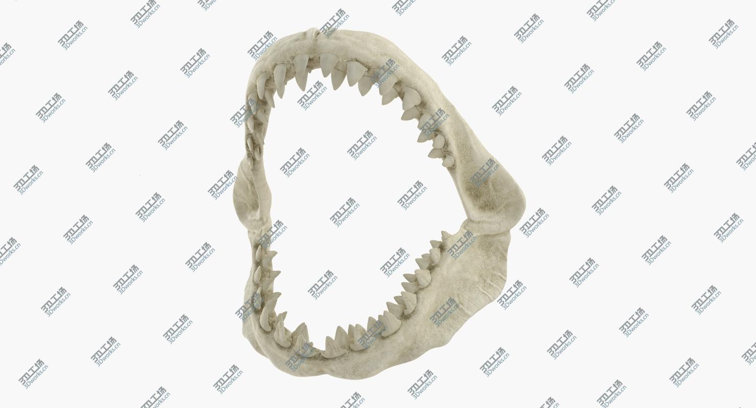 images/goods_img/202104094/3D Great White Shark Jaw Bone/2.jpg
